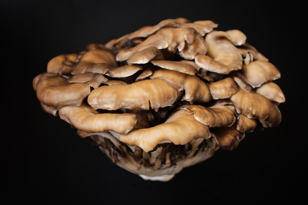 Miyake mushrooms isolatedの写真素材