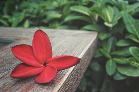 Red frangipani flowerの写真素材