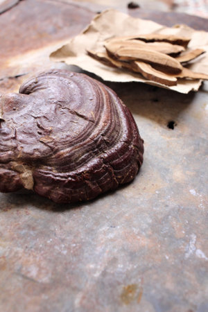 Ganoderma lucidum - Ling zhi mushroom.