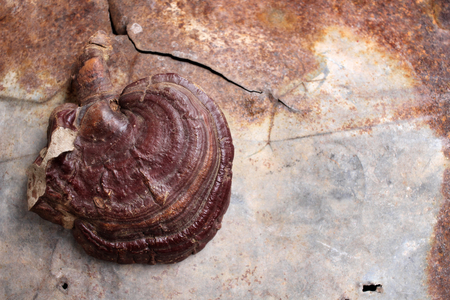 Ganoderma lucidum - Ling zhi mushroom.の写真素材