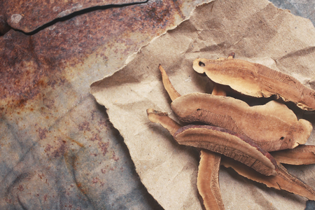 Ganoderma lucidum - Ling zhi mushroom.の写真素材