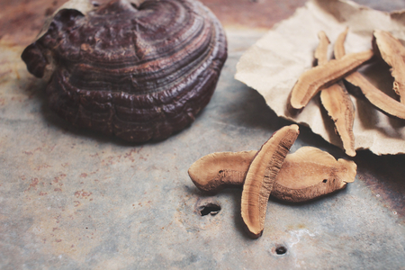 Ganoderma lucidum - Ling zhi mushroom.の写真素材