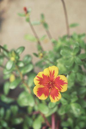 Yellow flowersの写真素材