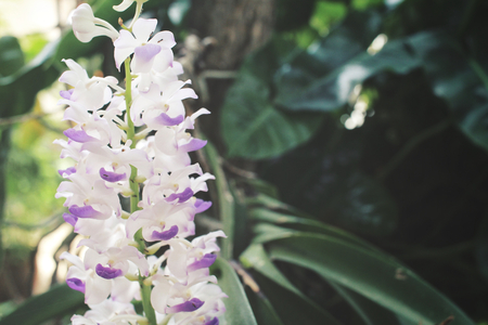 White orchid flowersの写真素材