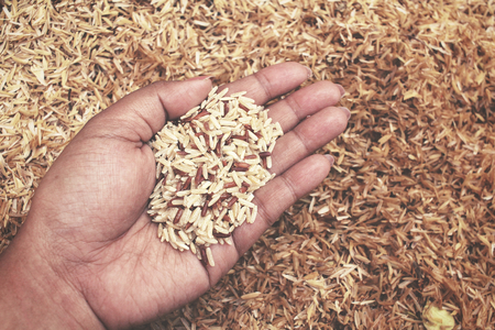 Raw rice grainの写真素材