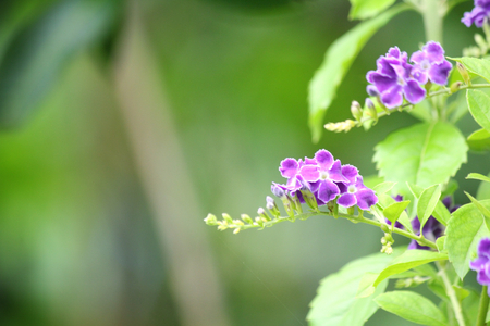 Purple salvia flowersの写真素材