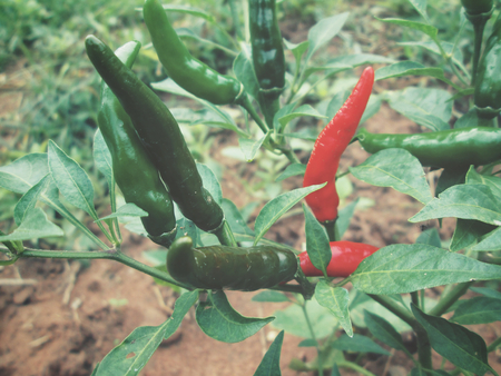 Chili on treeの写真素材