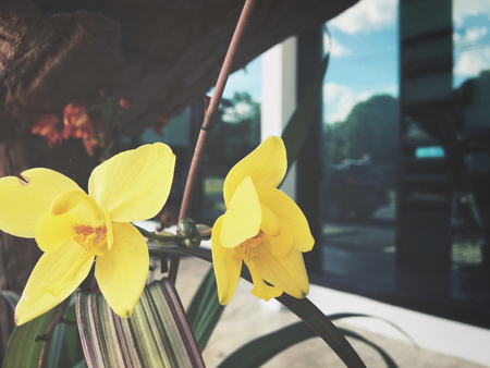 Yellow orchidsの写真素材