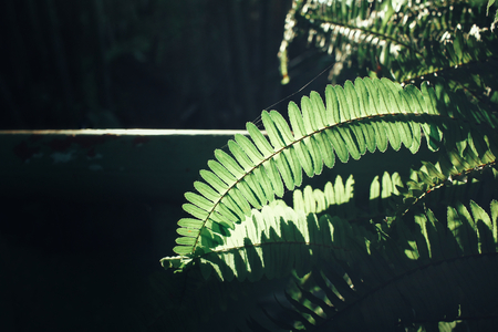 Fern leavesの写真素材