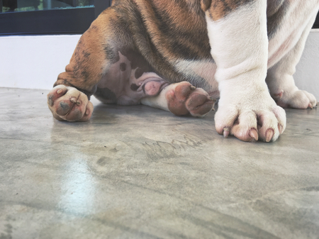 Dog footの写真素材