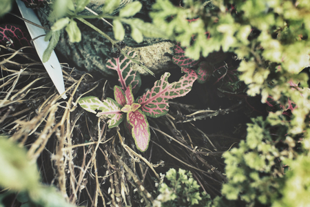 Fern leavesの写真素材