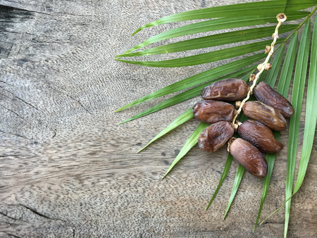 Date palmの写真素材