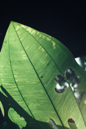 Green leaves with shadowの写真素材