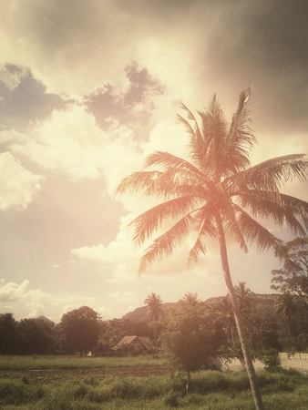 Coconut treeの写真素材