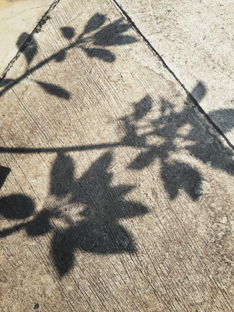 Shadow of leavesの写真素材