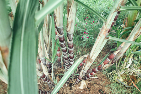 Sugar cane plantの写真素材