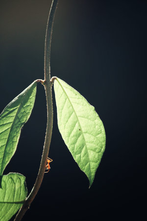 Green leaves with shadow