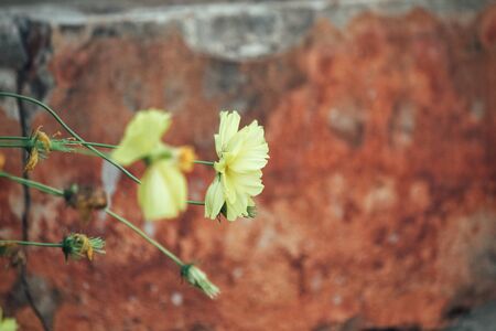 Yellow cosmos flowersの写真素材