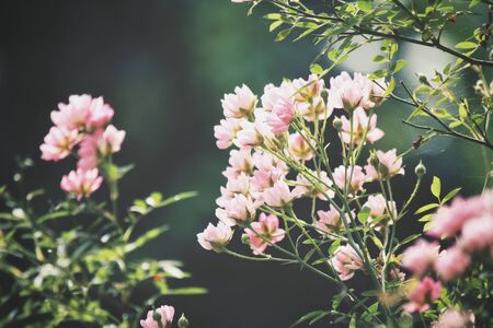 Pink flowersの写真素材