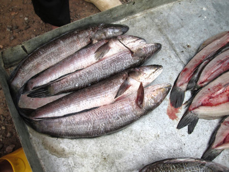 Fresh fish                               