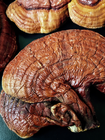 Ganoderma Lucidum - Ling Zhi Mushroom.の写真素材