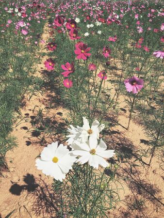Pink cosmos flowersの写真素材