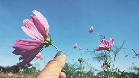 Selfie of pink cosmos flowers on handの写真素材