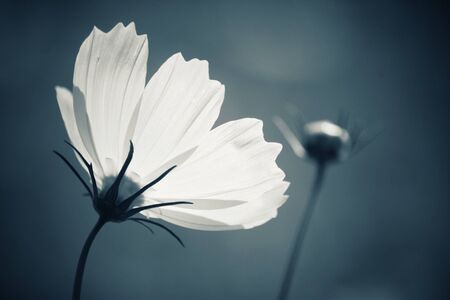 White cosmos flowersの写真素材
