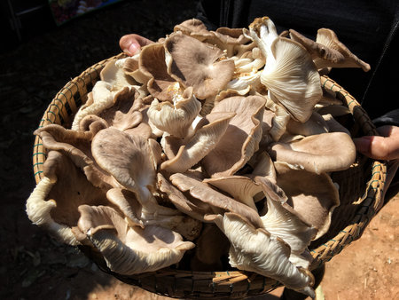 Mushroomの写真素材