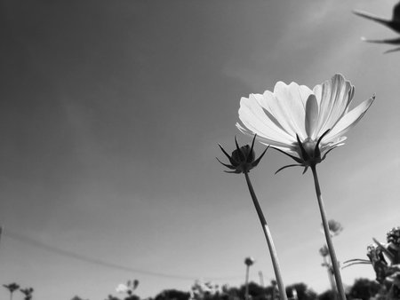 Black and white cosmos flowersの写真素材
