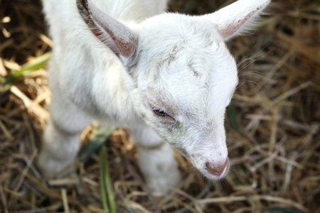 Goat
