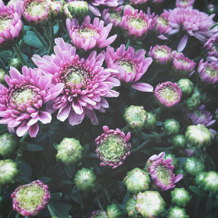 Pink flowersの写真素材