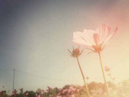 Pink cosmos flowersの写真素材