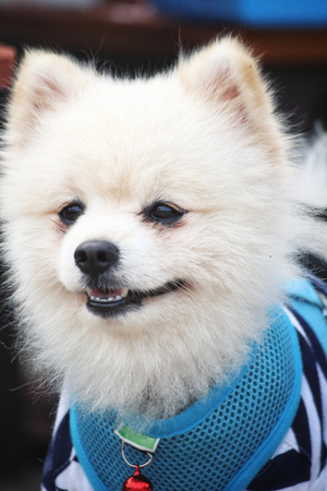 Pomeranian dogの写真素材
