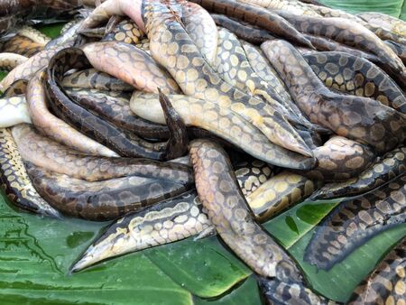 Fresh fishの写真素材