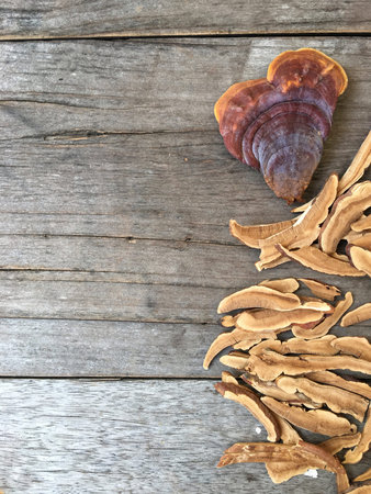 Ganoderma lucidum - Ling zhi mushroom.