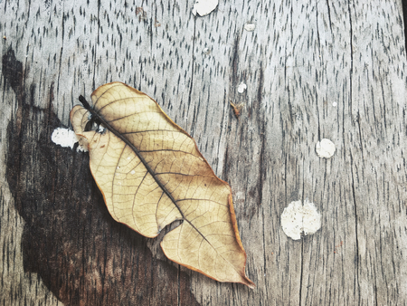 Dried leavesの写真素材