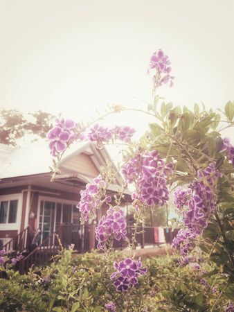 Purple salvia flowersの写真素材