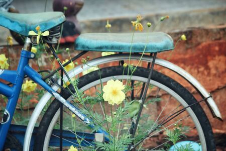 Yellow cosmos flowers with bikeの写真素材