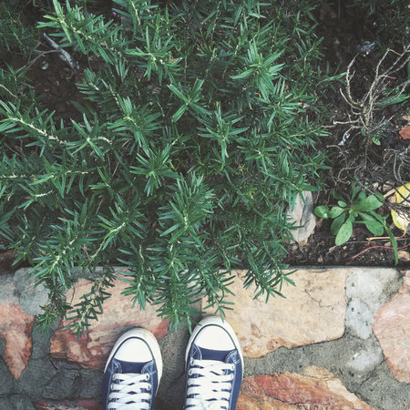 Selfie of sneakers with rosemary