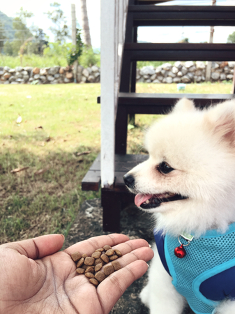 Pomeranian dog eating foodの写真素材