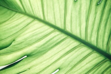 Green leavesの写真素材