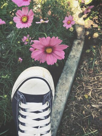 Selfie of shoes with pink cosmos flowersの写真素材