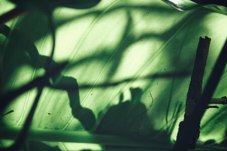 Green leavesの写真素材