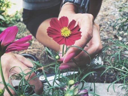 Gardener cutting cosmos flowersの写真素材