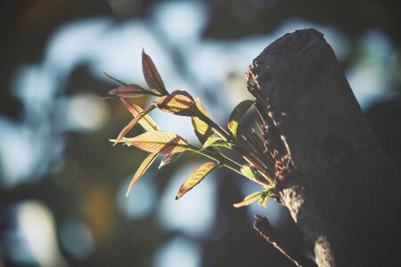 Leaves on treeの写真素材