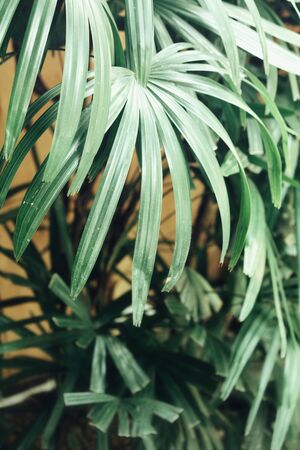 Palms leavesの写真素材