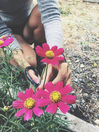 Gardener cutting cosmos flowers