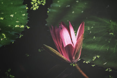 Lotus flower in the pondの写真素材