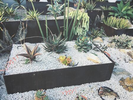 Cactusの写真素材